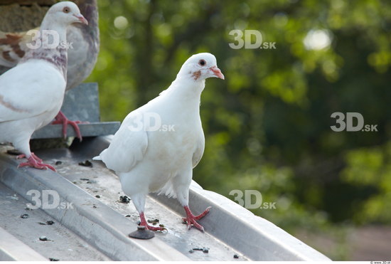 Whole Body Pigeon