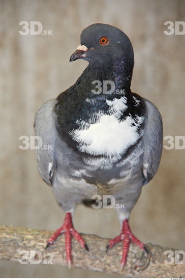 Whole Body Pigeon