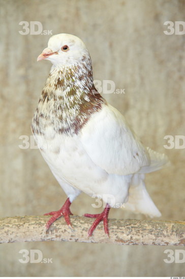 Whole Body Pigeon