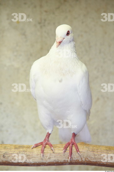 Whole Body Pigeon