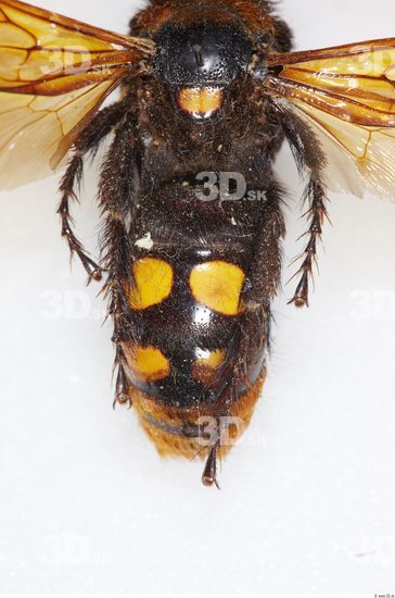 Upper Body Insect