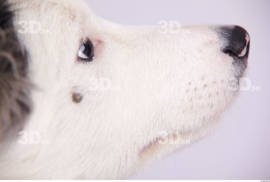 Nose Dog