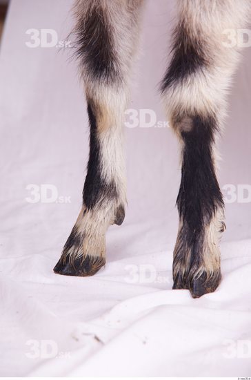 Leg Goat