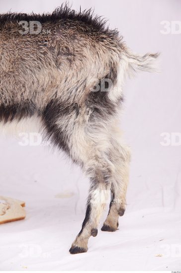 Leg Goat