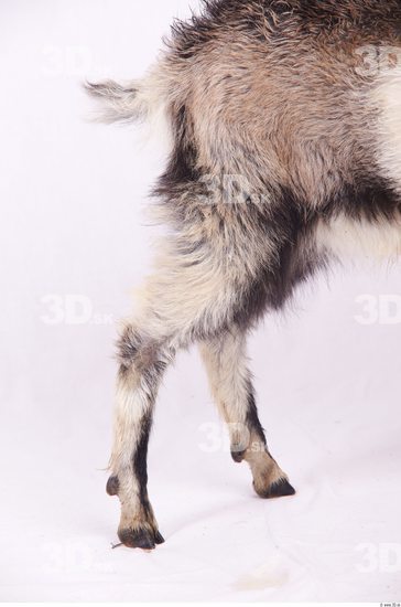 Leg Goat