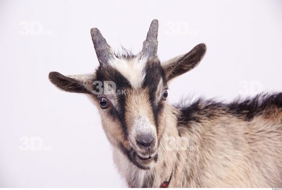 Head Goat