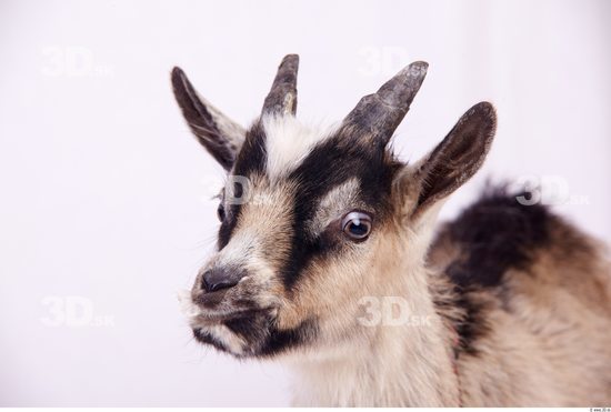 Head Goat