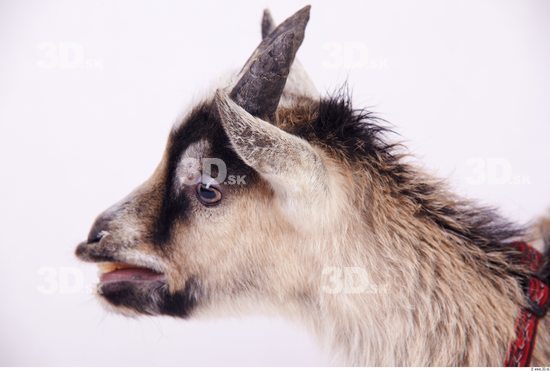 Head Goat