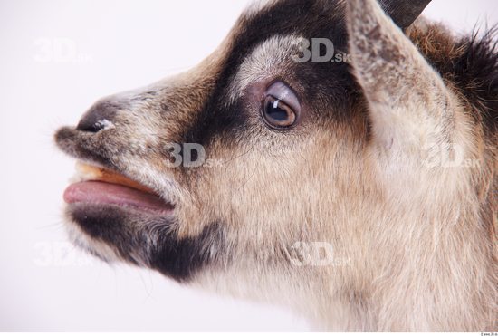 Mouth Goat