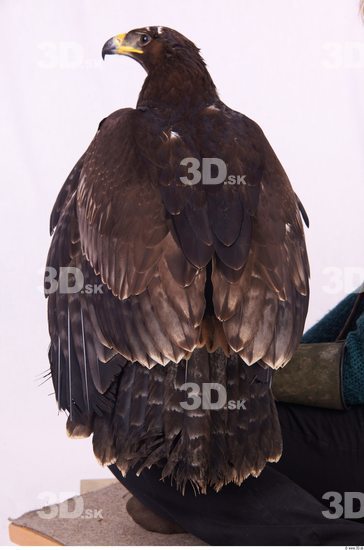 Whole Body Eagle