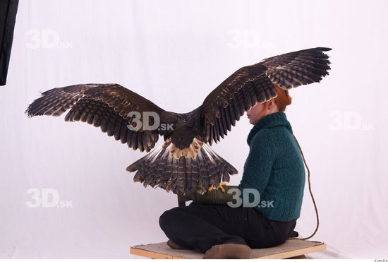 Whole Body Eagle
