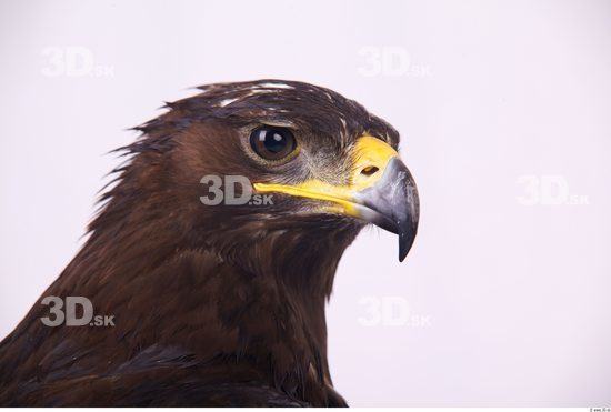 Face Eagle