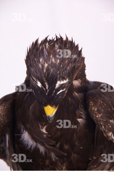 Head Eagle