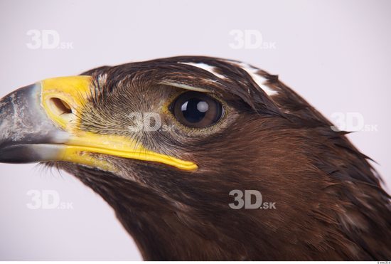 Eye Eagle