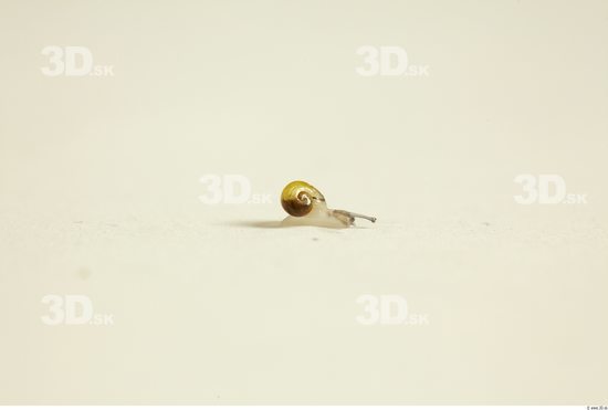 Whole Body Snail