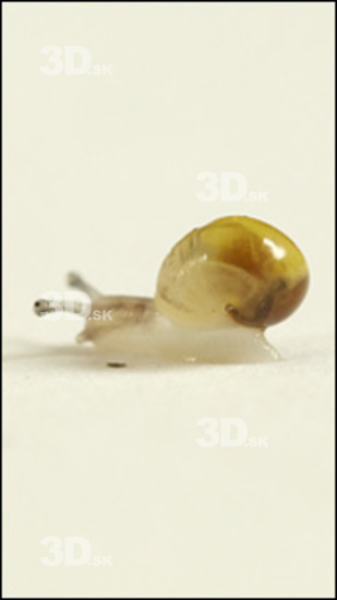 Whole Body Snail