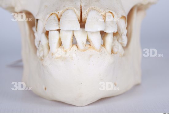 Teeth Chimpanzee