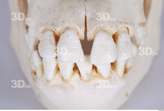 Teeth Chimpanzee