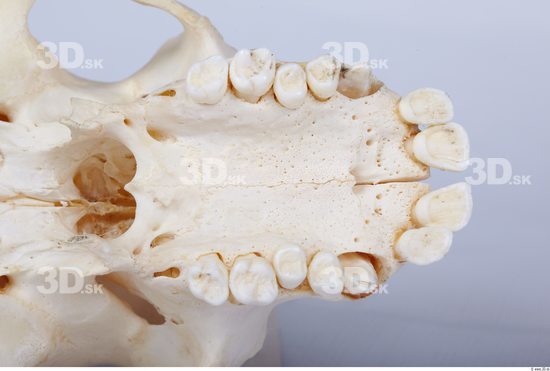 Teeth Chimpanzee