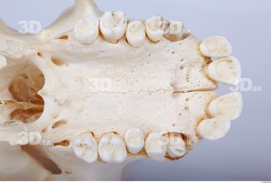 Teeth Chimpanzee