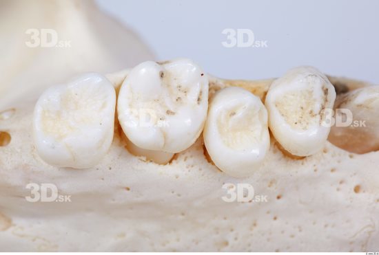 Teeth Chimpanzee