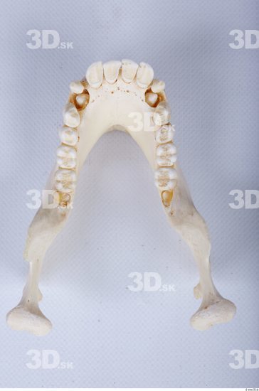 Teeth Chimpanzee