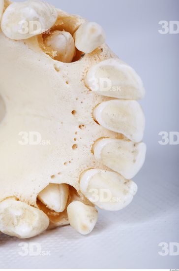 Teeth Chimpanzee