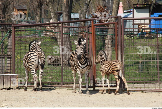 Whole Body Zebra