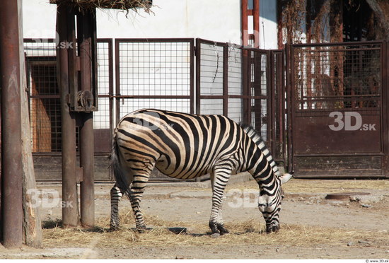 Whole Body Zebra