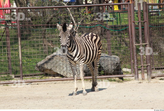 Whole Body Zebra