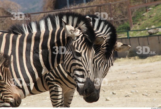 Head Zebra