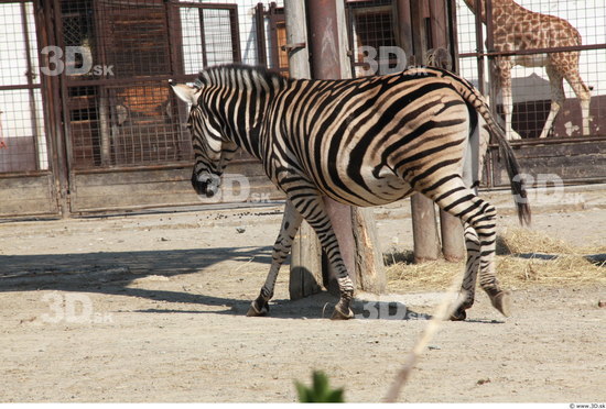 Whole Body Zebra