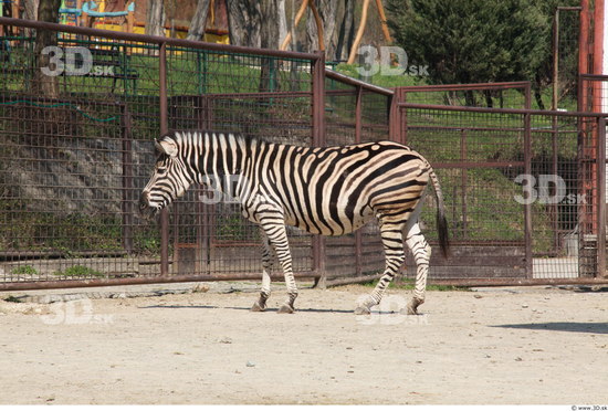 Whole Body Zebra