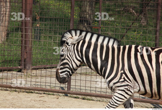 Upper Body Zebra