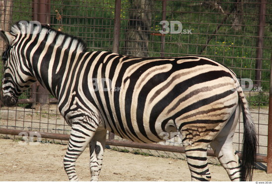 Upper Body Zebra