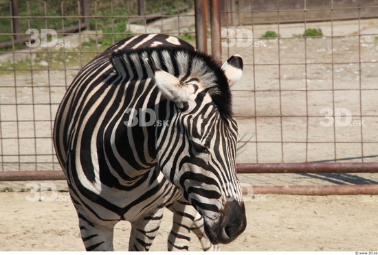 Head Zebra