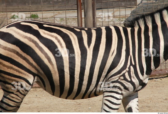 Belly Zebra