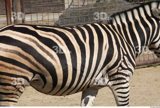 Belly Zebra