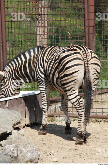 Tail Zebra