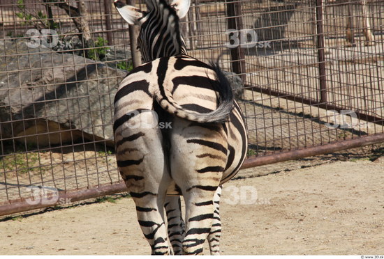 Tail Zebra