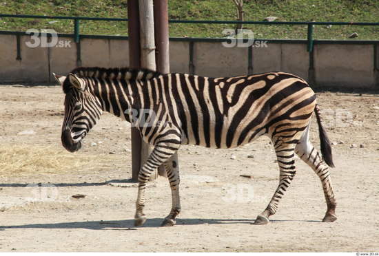 Whole Body Zebra