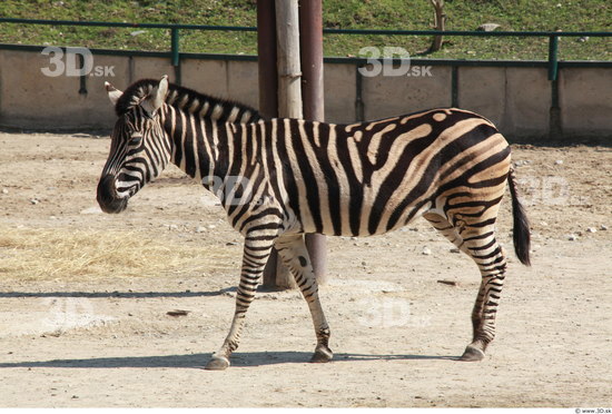 Whole Body Zebra