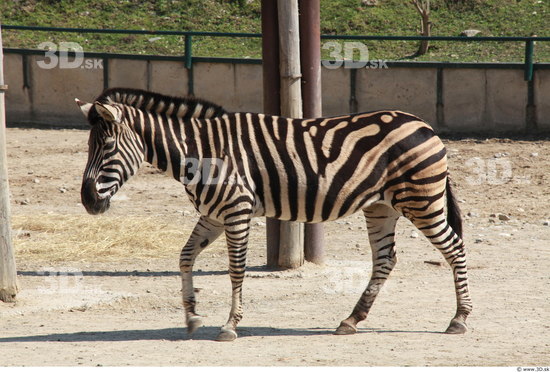 Whole Body Zebra