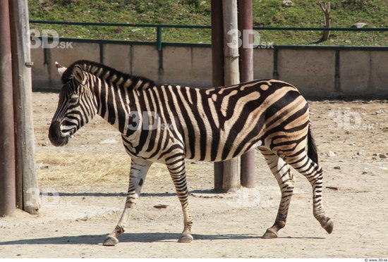 Whole Body Zebra