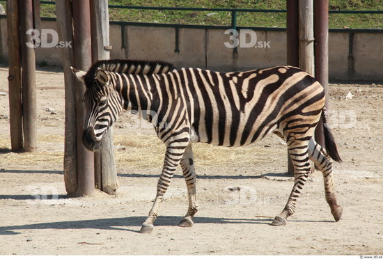 Whole Body Zebra