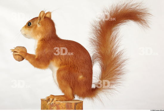 Whole Body Squirrel