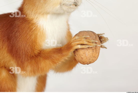 Arm Squirrel