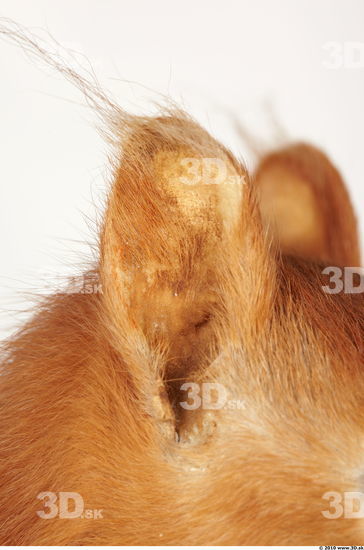 Ear Squirrel