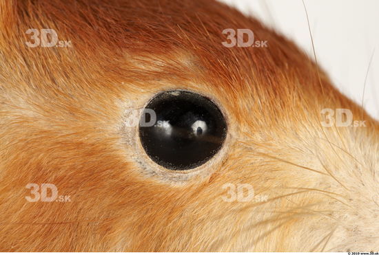 Eye Squirrel