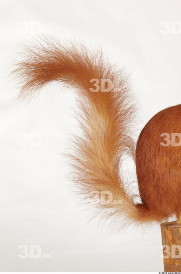 Tail Squirrel